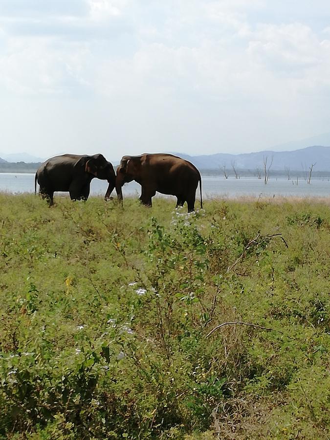 Induwara Safari Resort Удавалаве Екстериор снимка